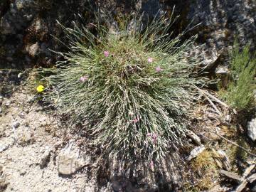 Fotografia da espécie Dianthus lusitanus