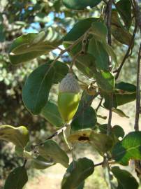 Fotografia da espécie Quercus rotundifolia