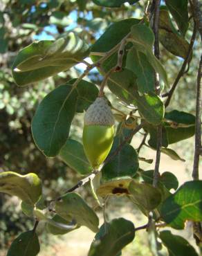 Fotografia 4 da espécie Quercus rotundifolia no Jardim Botânico UTAD