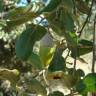 Fotografia 4 da espécie Quercus rotundifolia do Jardim Botânico UTAD