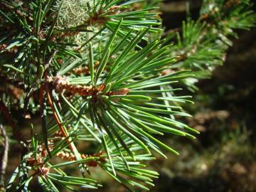 Fotografia da espécie Pinus sylvestris