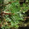 Fotografia 6 da espécie Pinus sylvestris do Jardim Botânico UTAD