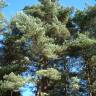 Fotografia 7 da espécie Pinus sylvestris do Jardim Botânico UTAD