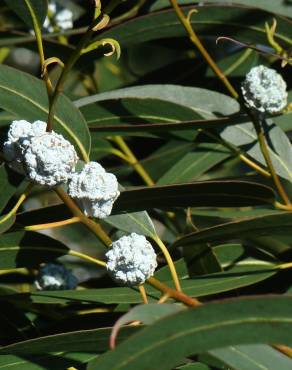 Fotografia 4 da espécie Eucalyptus globulus no Jardim Botânico UTAD