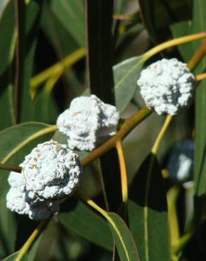 Fotografia 5 da espécie Eucalyptus globulus no Jardim Botânico UTAD