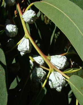 Fotografia 6 da espécie Eucalyptus globulus no Jardim Botânico UTAD