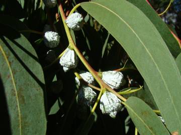 Fotografia da espécie Eucalyptus globulus