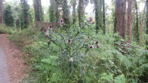 Fotografia da espécie Onopordum acanthium subesp. acanthium