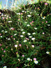 Fotografia da espécie Erigeron karvinskianus