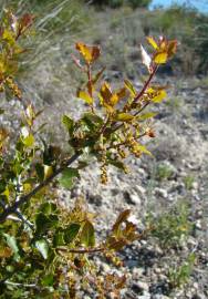 Fotografia da espécie Quercus coccifera