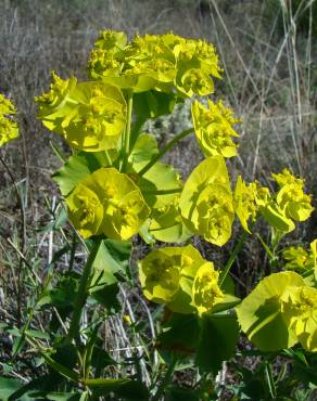 Fotografia 3 da espécie Euphorbia serrata no Jardim Botânico UTAD