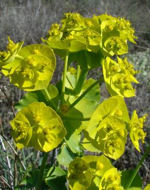 Fotografia 4 da espécie Euphorbia serrata no Jardim Botânico UTAD