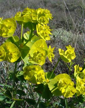 Fotografia 5 da espécie Euphorbia serrata no Jardim Botânico UTAD