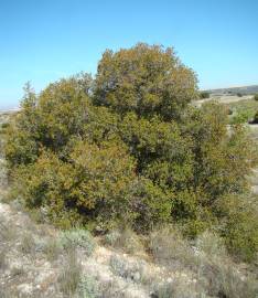 Fotografia da espécie Quercus coccifera