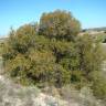 Fotografia 5 da espécie Quercus coccifera do Jardim Botânico UTAD