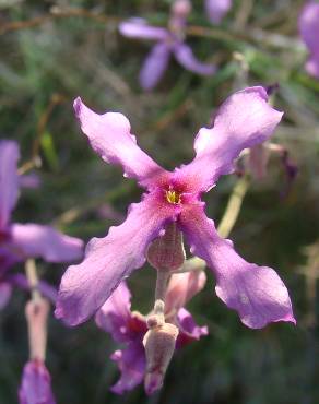 Fotografia 1 da espécie Matthiola fruticulosa subesp. fruticulosa no Jardim Botânico UTAD