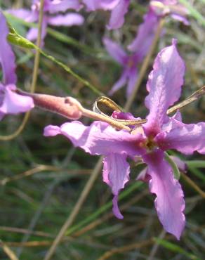 Fotografia 3 da espécie Matthiola fruticulosa subesp. fruticulosa no Jardim Botânico UTAD