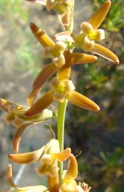 Fotografia da espécie Dipcadi serotinum subesp. serotinum