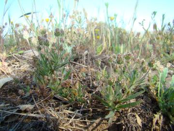 Fotografia da espécie Plantago afra