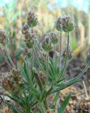 Fotografia da espécie Plantago afra