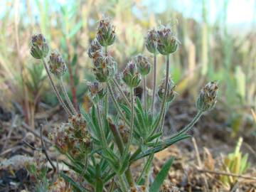 Fotografia da espécie Plantago afra