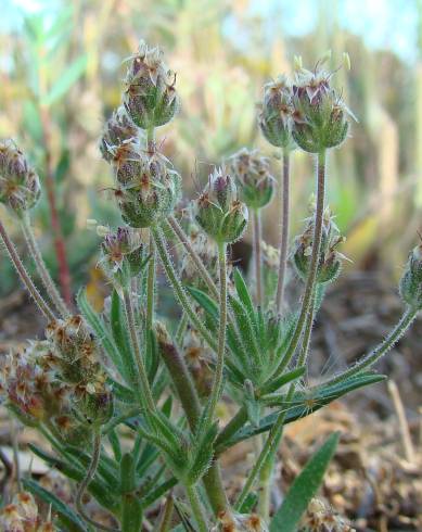 Fotografia de capa Plantago afra - do Jardim Botânico