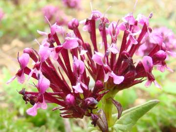 Fotografia da espécie Valeriana cornucopiae