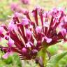 Fotografia 1 da espécie Valeriana cornucopiae do Jardim Botânico UTAD