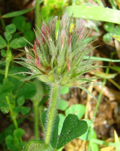 Fotografia de capa Trifolium stellatum - do Jardim Botânico