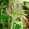 Fotografia 1 da espécie Trifolium stellatum do Jardim Botânico UTAD
