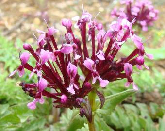 Fotografia da espécie Valeriana cornucopiae