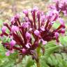 Fotografia 3 da espécie Valeriana cornucopiae do Jardim Botânico UTAD