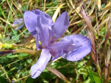 Fotografia da espécie Moraea sisyrinchium