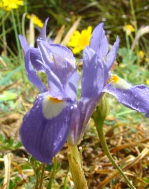 Fotografia 3 da espécie Moraea sisyrinchium no Jardim Botânico UTAD