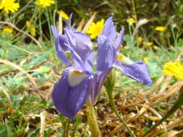 Fotografia da espécie Moraea sisyrinchium