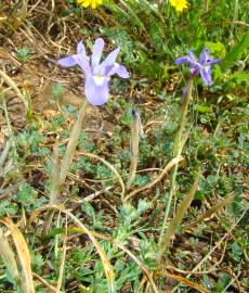 Fotografia da espécie Moraea sisyrinchium