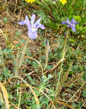 Fotografia 4 da espécie Moraea sisyrinchium no Jardim Botânico UTAD