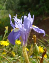 Moraea sisyrinchium