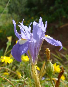 Fotografia 1 da espécie Moraea sisyrinchium no Jardim Botânico UTAD