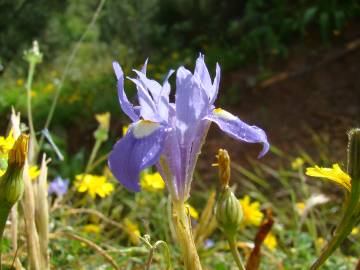 Fotografia da espécie Moraea sisyrinchium