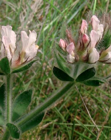 Fotografia de capa Dorycnium hirsutum - do Jardim Botânico