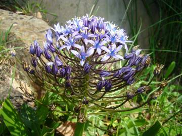 Fotografia da espécie Scilla peruviana