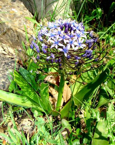 Fotografia de capa Scilla peruviana - do Jardim Botânico