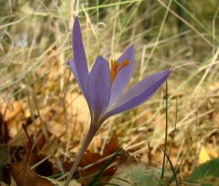 Fotografia da espécie Crocus serotinus subesp. serotinus