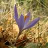 Fotografia 3 da espécie Crocus serotinus subesp. serotinus do Jardim Botânico UTAD