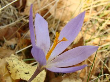 Fotografia da espécie Crocus serotinus subesp. serotinus