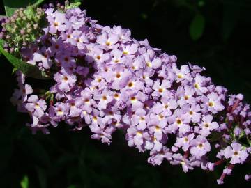 Fotografia da espécie Buddleja davidii