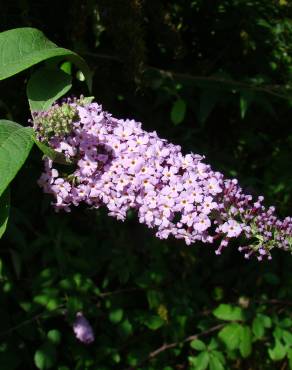 Fotografia 3 da espécie Buddleja davidii no Jardim Botânico UTAD