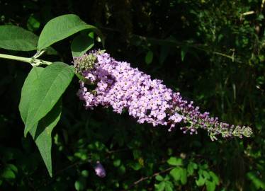 Fotografia da espécie Buddleja davidii