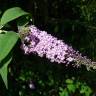 Fotografia 3 da espécie Buddleja davidii do Jardim Botânico UTAD